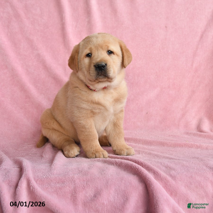 Labrador Retriever dogs for sale: Ilya - Ad 3