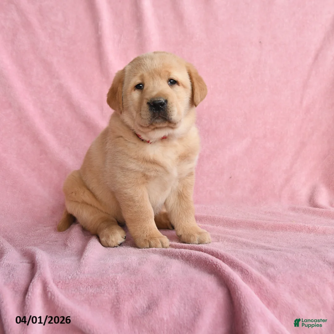 Labrador Retriever dogs for sale: Ilya - Ad 1