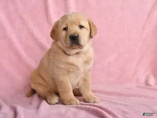 Labrador Retriever dogs for sale: Ilya - Ad 3