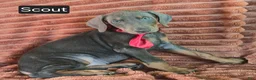 Doberman Pinscher dogs for sale: Scout - Ad 4