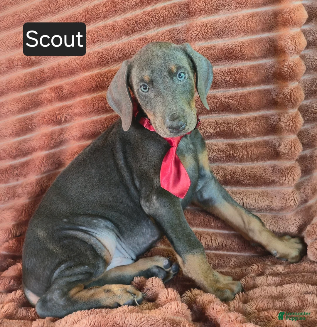 Doberman Pinscher dogs for sale: Scout - Ad 4