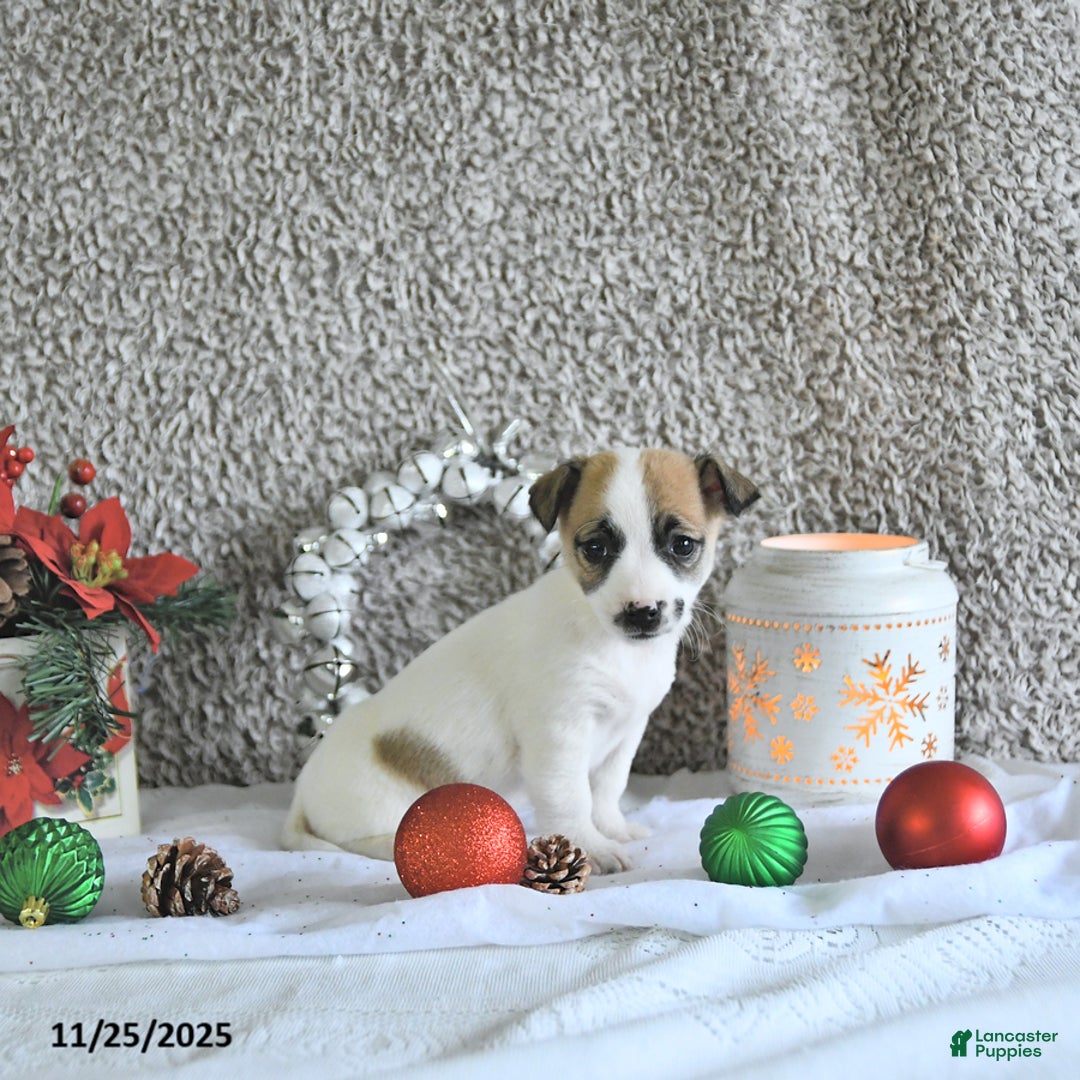 Jack Russell Terrier dogs for sale: Mikki - Ad 5