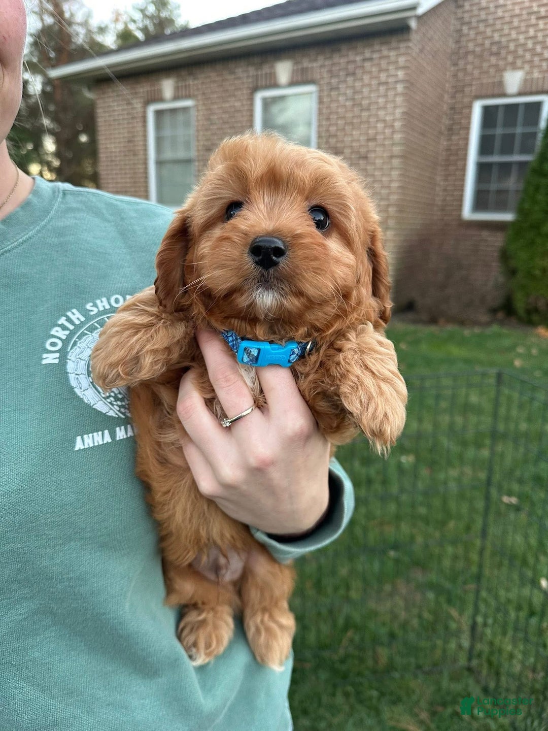 Cavapoo dogs for sale: Theodore  - Ad 4