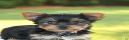 Yorkshire Terrier dogs for sale: Darcy - Ad 5