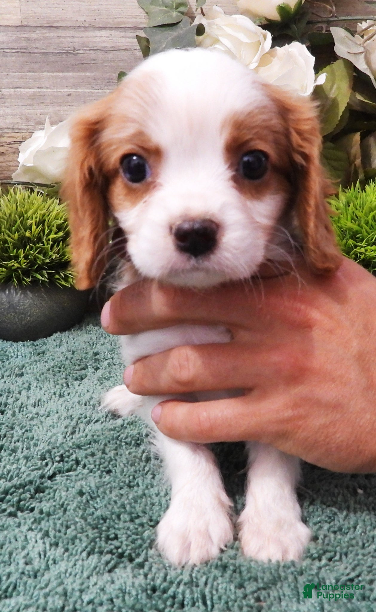Cavalier King Charles Spaniel dogs Cavalier King Charles Spaniel Puppy 1 - Ad 5