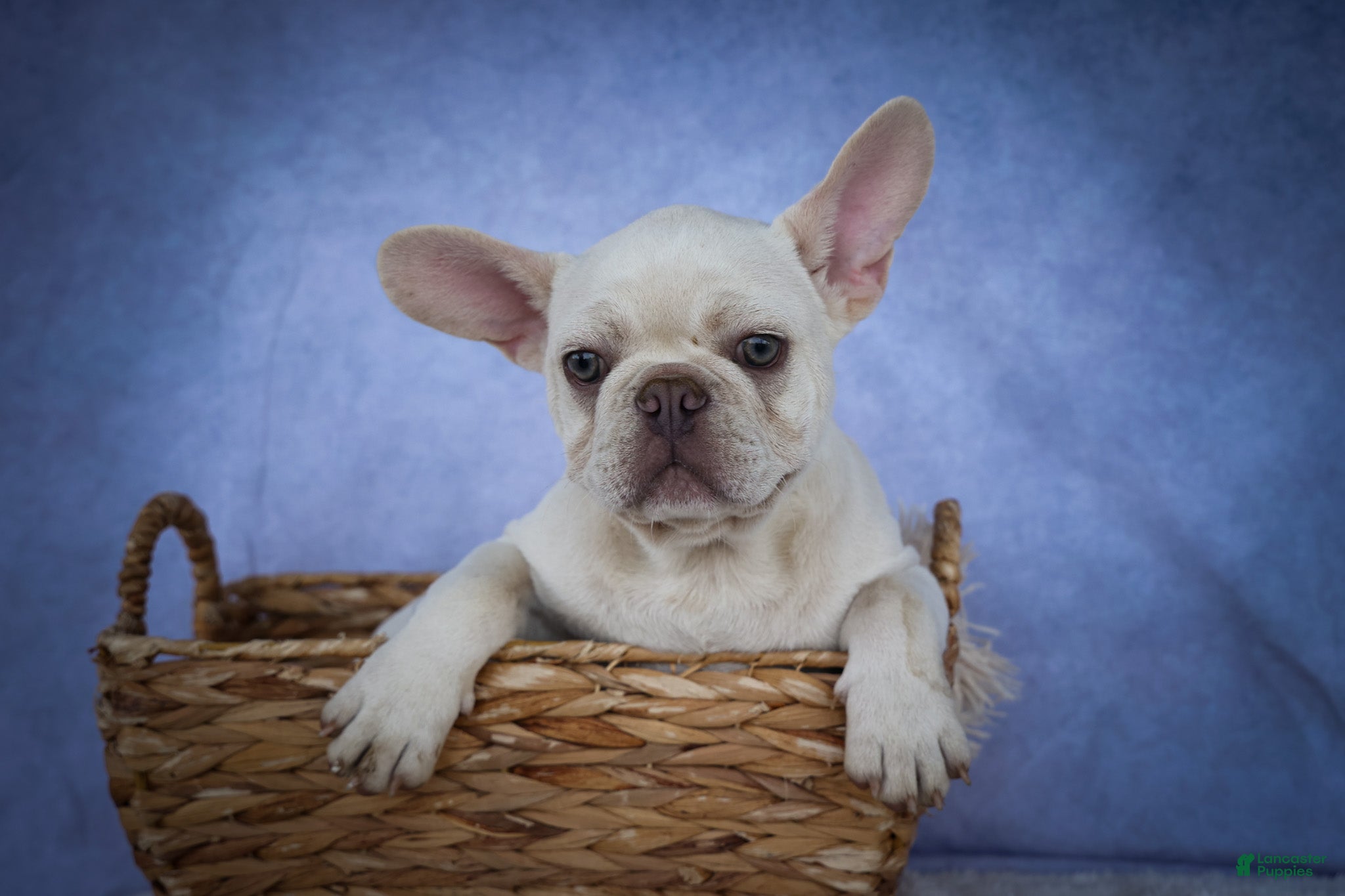 French Bulldog dogs for sale: Snoopy 🐶 - Ad 2