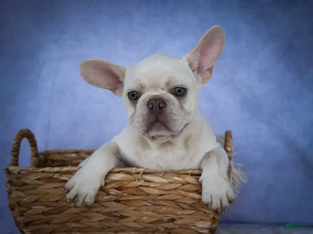French Bulldog dogs for sale: Snoopy 🐶 - Ad 2