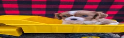 Cavalier King Charles Spaniel dogs for sale: Dexter - Ad 4