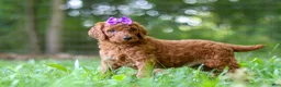 Standard Poodle dogs for sale: Bonnie - Ad 5