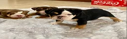 English Bulldog dogs for sale: Twila - Ad 6