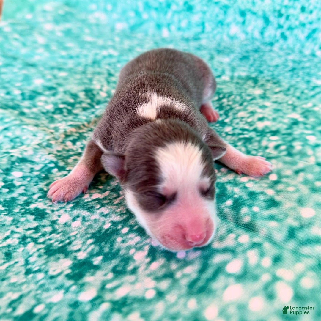 Pomsky dogs for sale: Zara - Ad 13