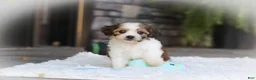 Cavachon dogs for sale: Aspen - Ad 12