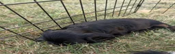 Cocker Spaniel dogs for sale: Cocker Spaniel 3 - Ad 4