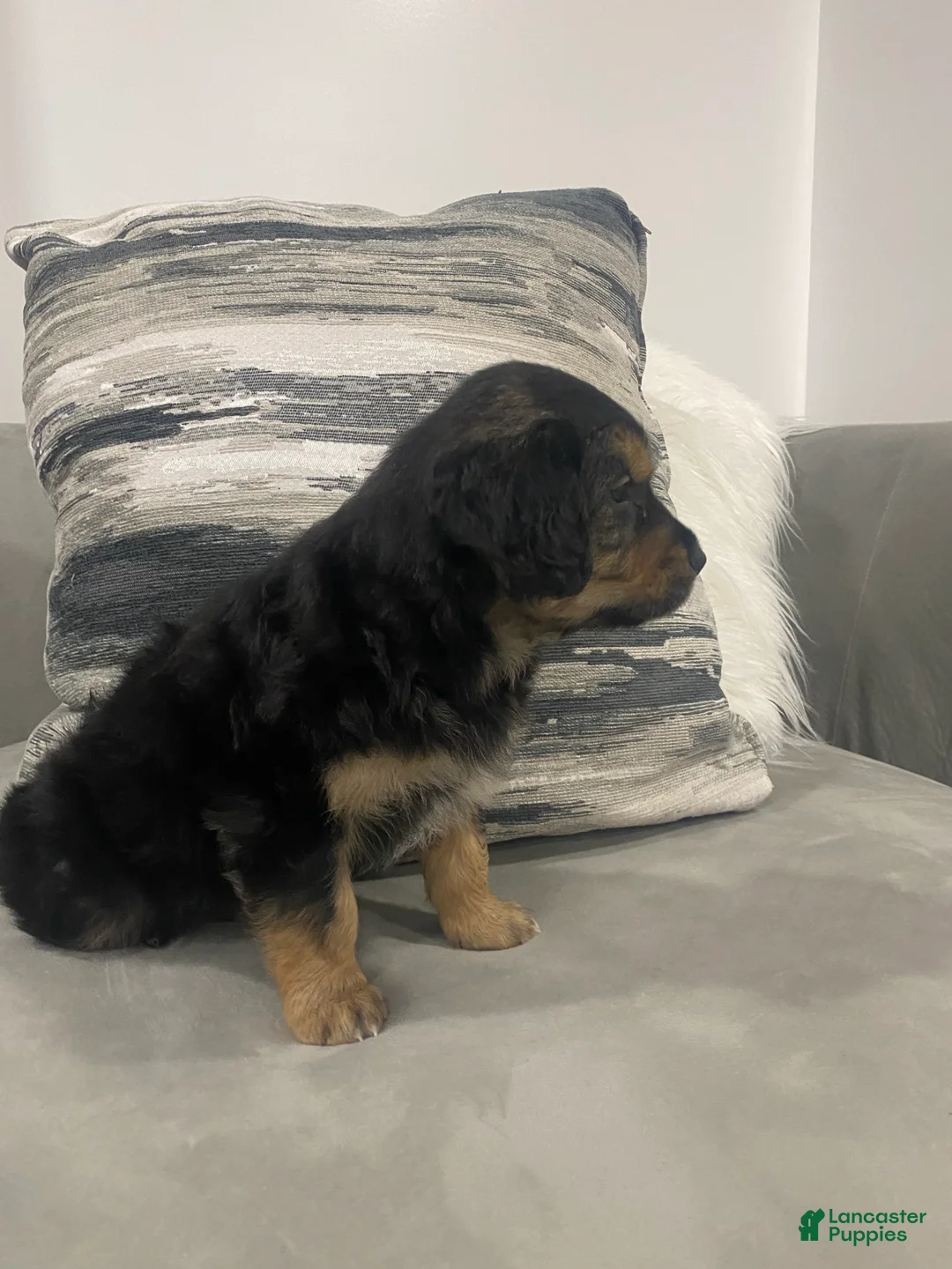 Mixed Breed dogs for sale: Cookie - Ad 2