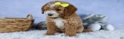 Mini Goldendoodle dogs for sale: 🐾 Meet Nova – F2B Mini Goldendoodle Puppy 🐾 - Ad 8