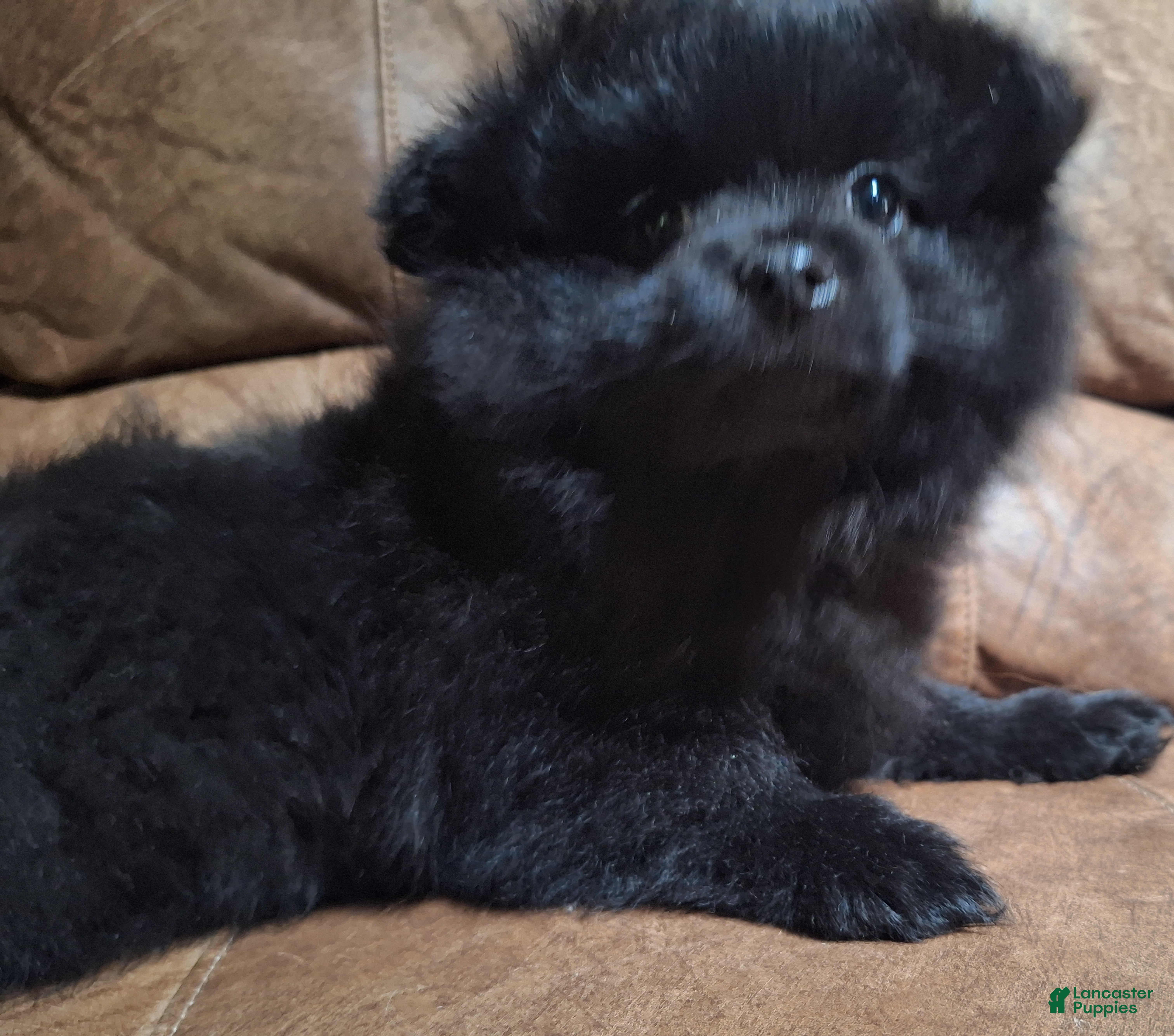 Pomeranian dogs all-black female - Ad 1