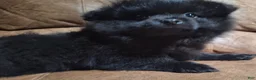 Pomeranian dogs for sale: all-black female - Ad 1