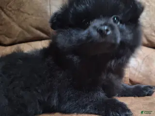 Pomeranian dogs for sale: all-black female - Ad 4