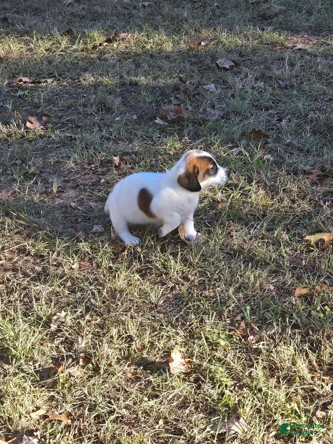 Mixed Breed dogs for sale: Mixed Breed Puppy 1 - Ad 5