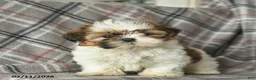 Shih Tzu dogs for sale: Velvet  - Ad 3