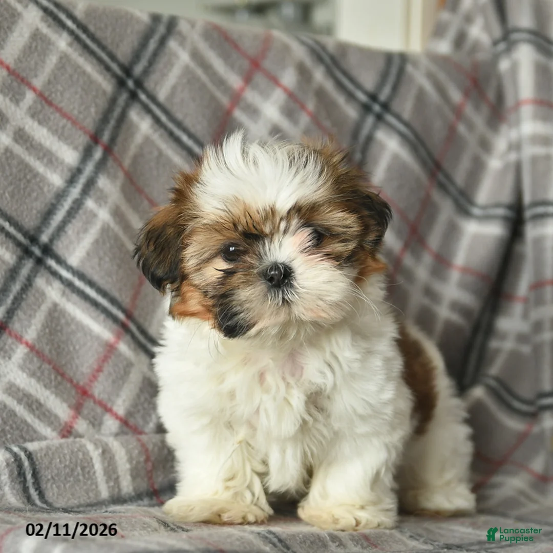 Shih Tzu dogs for sale: Velvet  - Ad 3