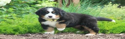 Bernese Mountain Dog dogs for sale: Yellow Collar Girl - Ad 4