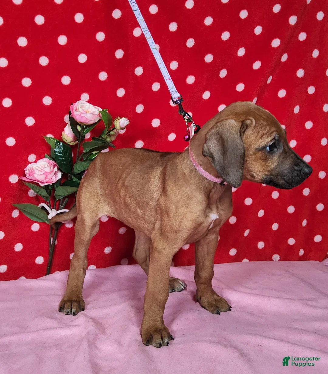 Rhodesian Ridgeback dogs for sale: Gracie - Ad 10