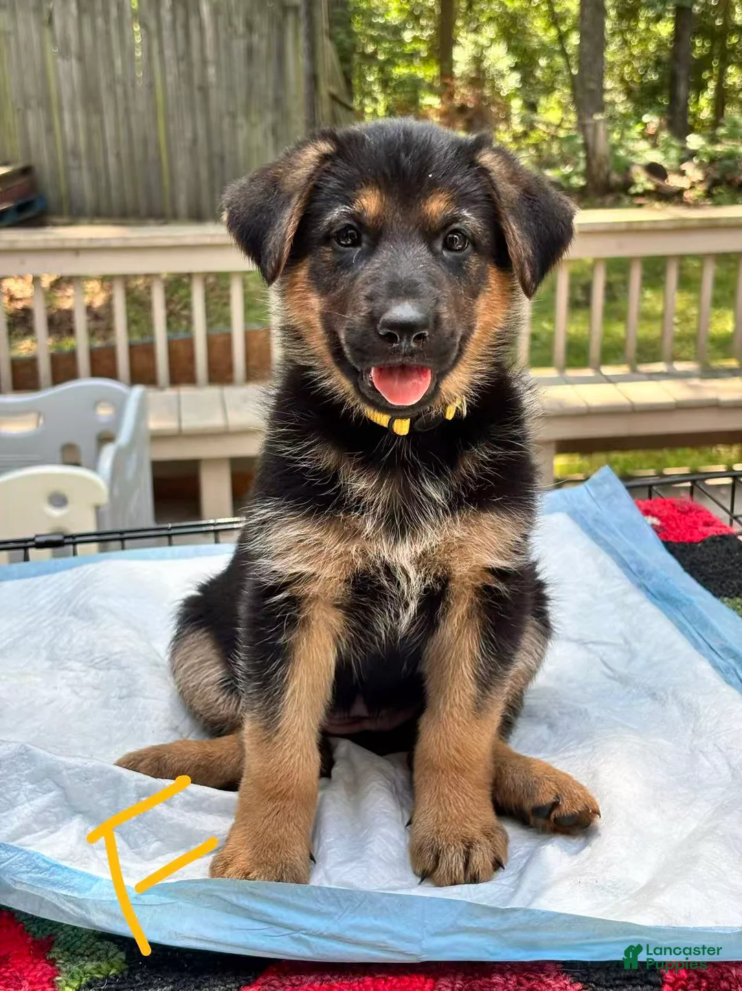 German Shepherd dogs for sale: Rubble - Ad 1