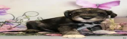 Miniature Schnauzer dogs for sale: Tanner - Ad 4