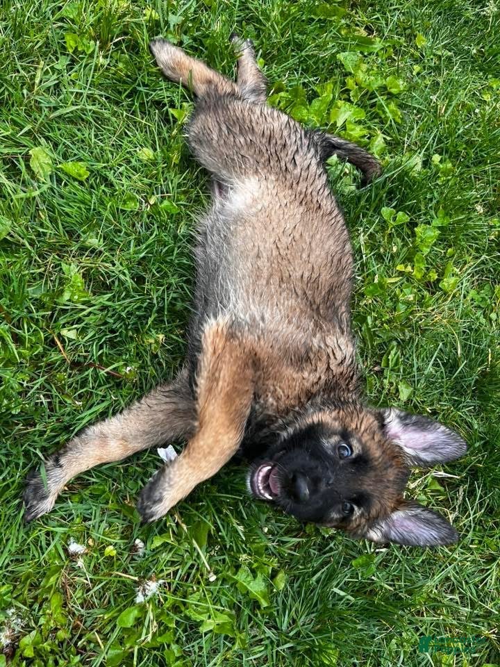German Shepherd dogs Girl 2 - Ad 20