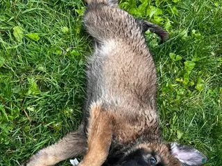 German Shepherd dogs Girl 2 - Ad 20