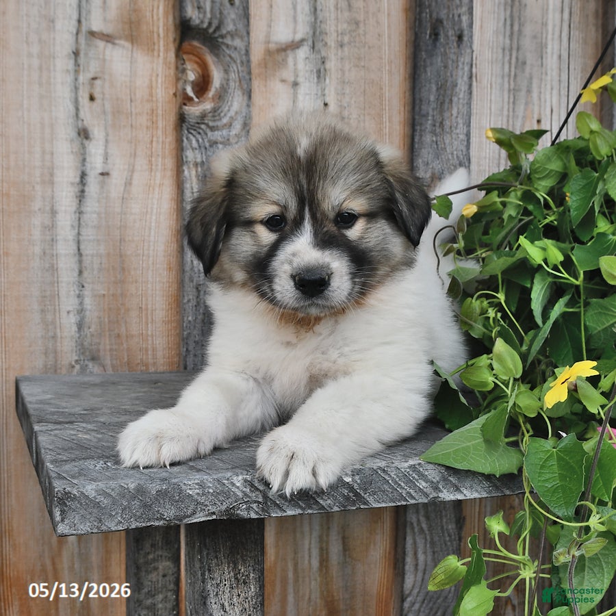 Mixed Breed dogs Thane - Ad 2