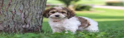 Cockapoo dogs for sale: Angela - Ad 5