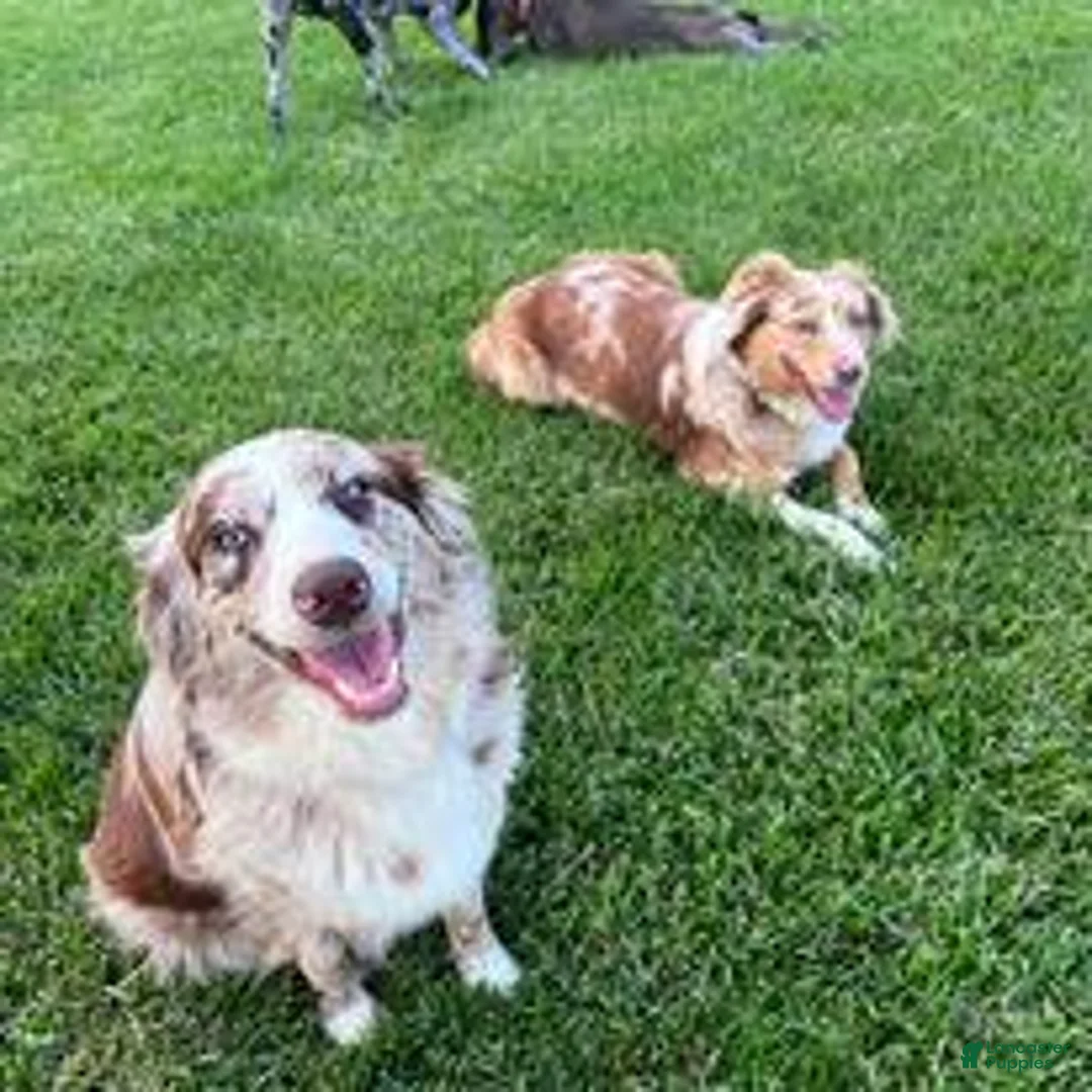 Australian Shepherd dogs for sale: Australian Shepherd 2 - Ad 2