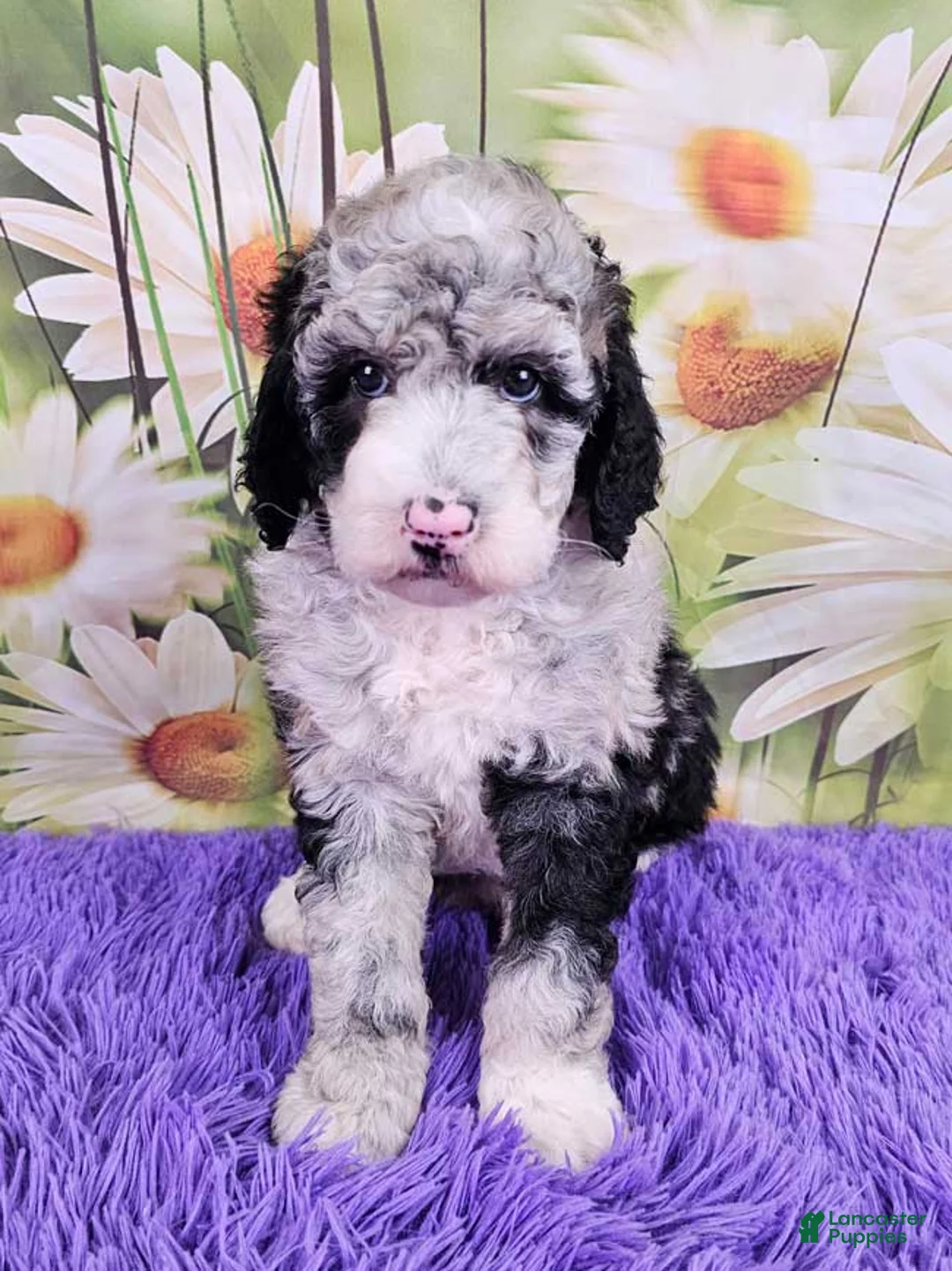 Mini Sheepadoodle dogs for sale: Wren - Ad 1