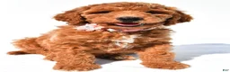 Standard Poodle dogs for sale: Arianna - Ad 9