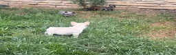 French Bulldog dogs for sale: Tank Wilson (female) - Ad 4