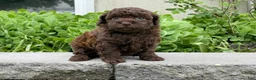 Miniature Poodle dogs for sale: Amy Sue Miniature Poodle Puppy  - Ad 4