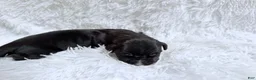 Great Dane dogs for sale: Whiskey - Ad 3