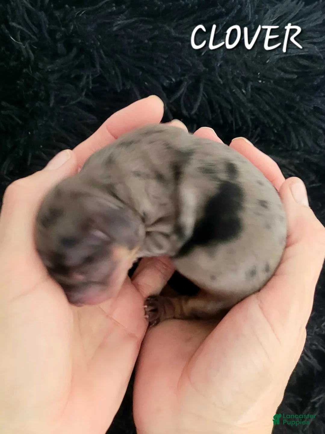 Miniature Dachshund dogs for sale: Clover - Ad 1