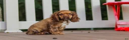 Cocker Spaniel dogs for sale: Milo - Ad 4