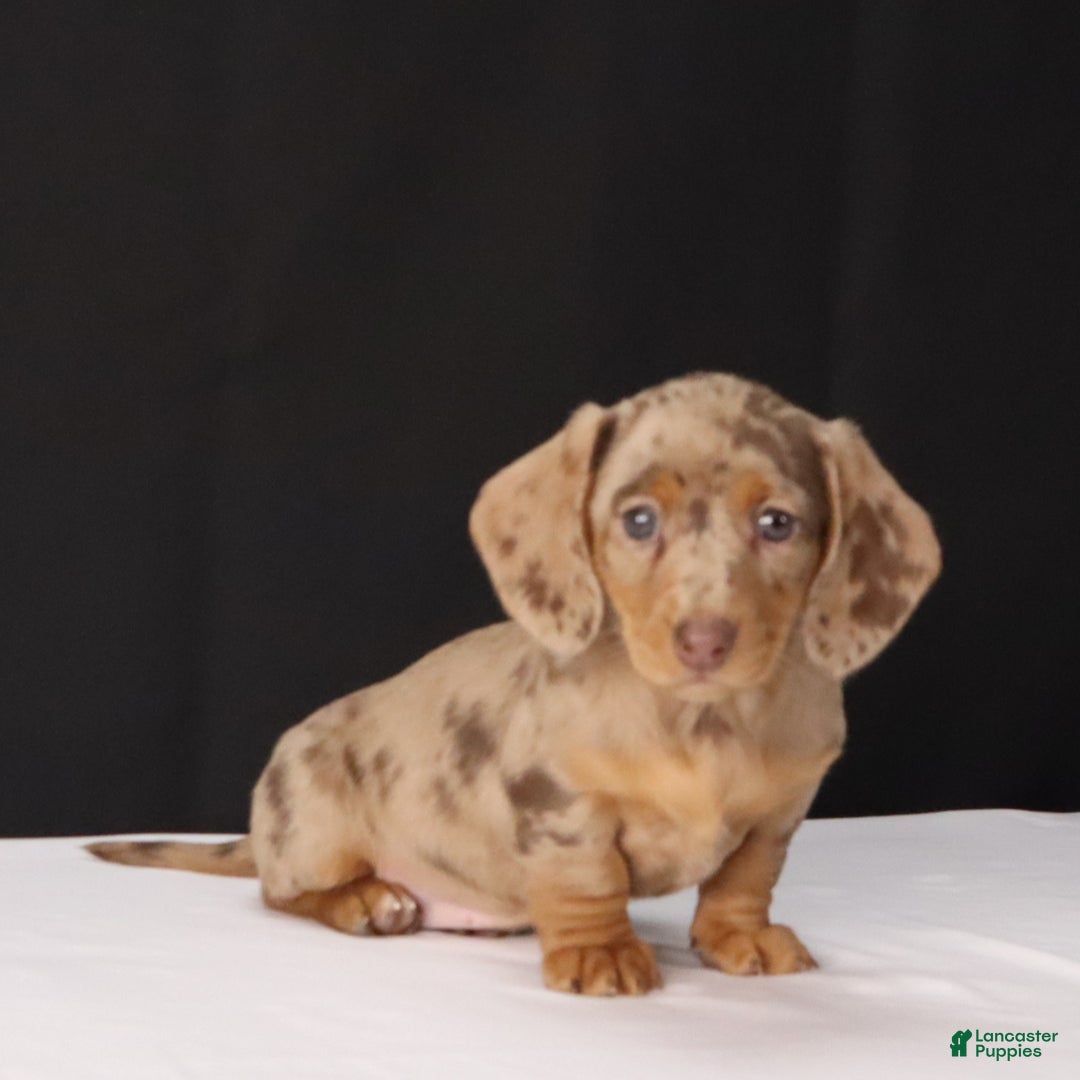 Dachshund dogs for sale: Twila - Ad 10
