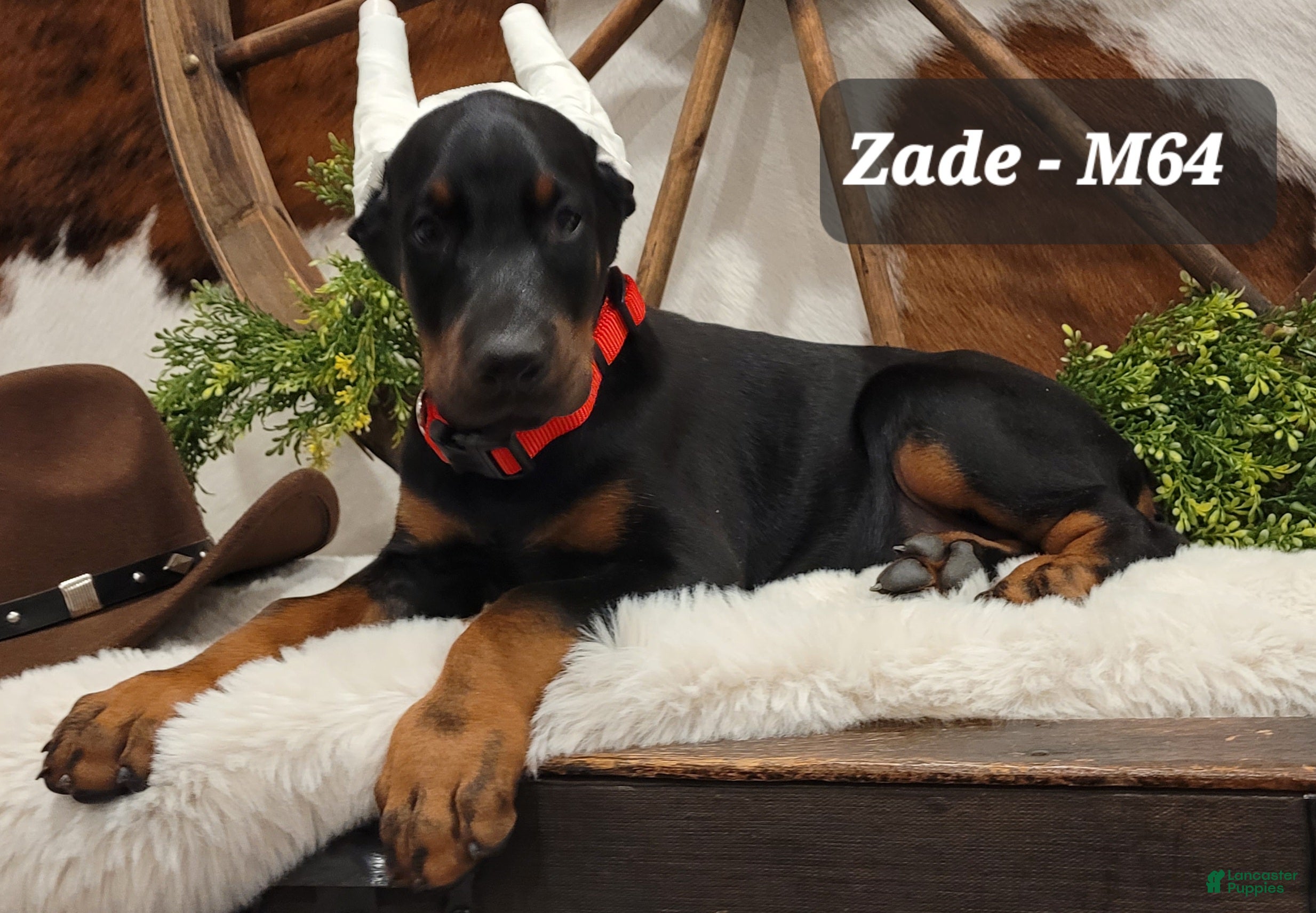 Doberman Pinscher dogs ZADE  - Ad 2