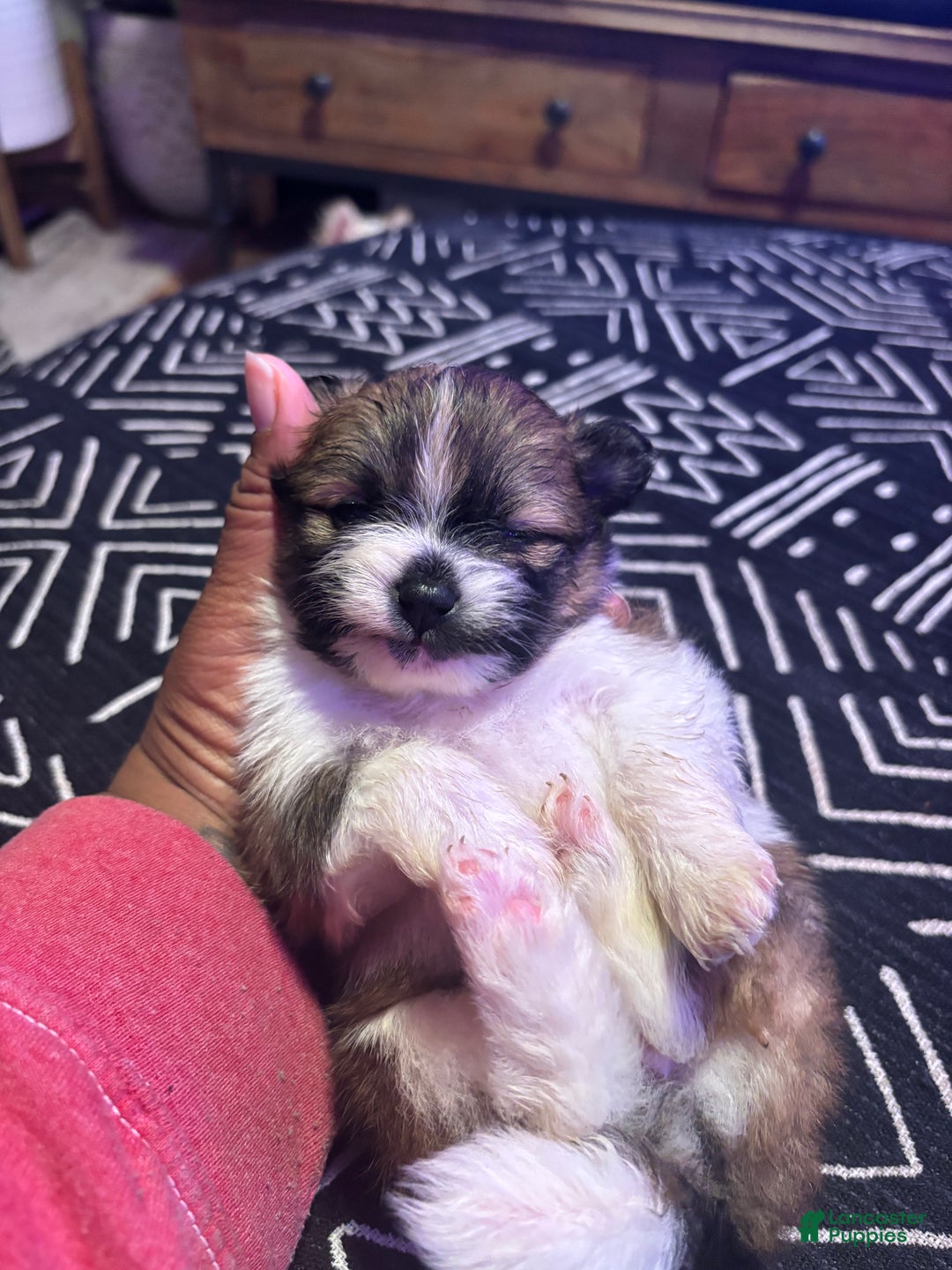 Pomeranian dogs for sale: Sparkles - Ad 3