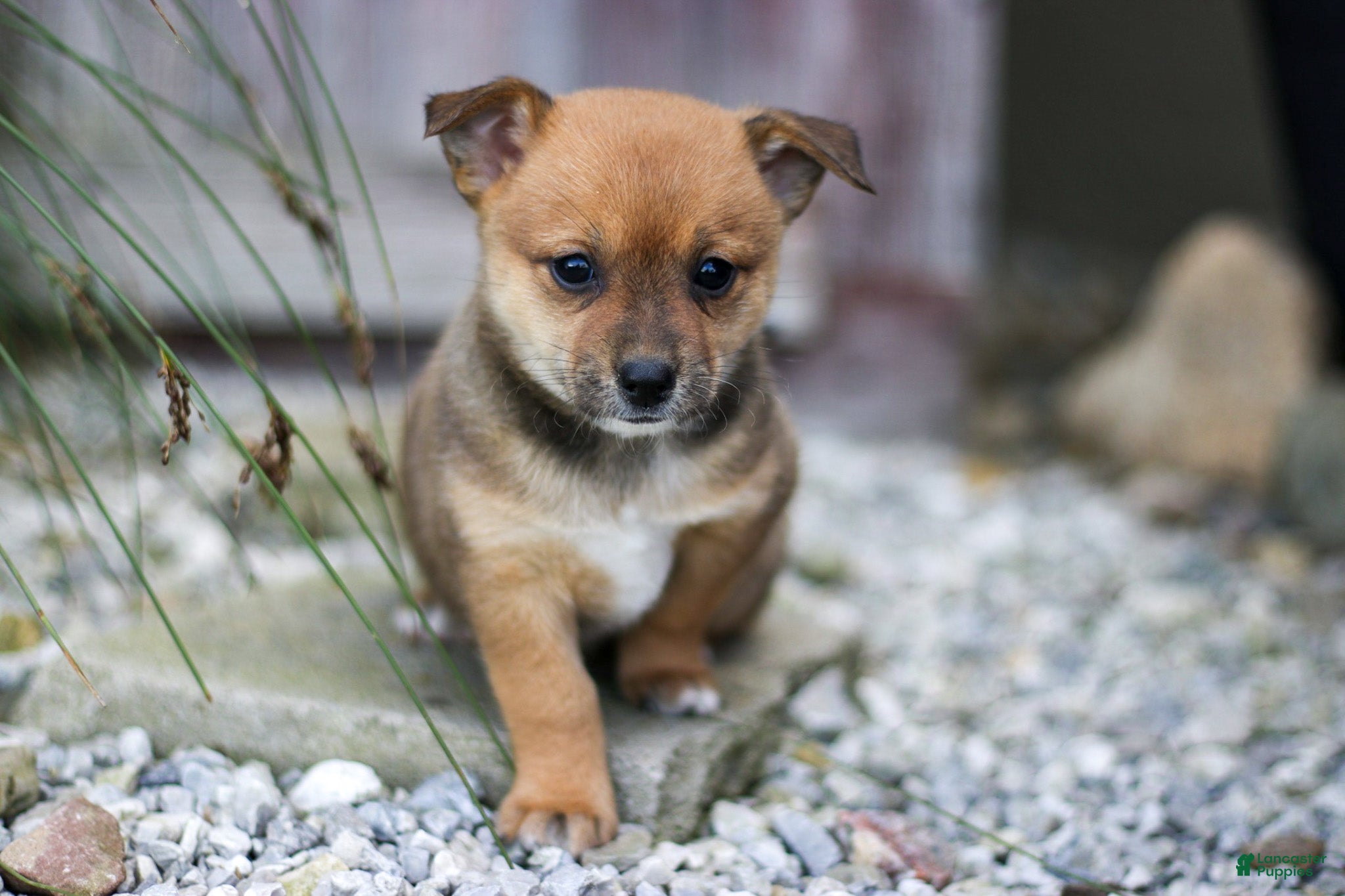 Pomsky dogs Patty - Ad 31