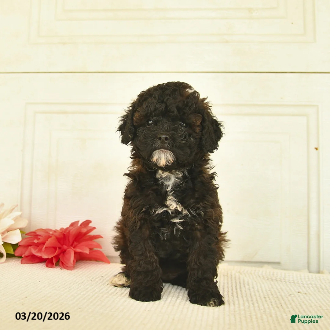 Mixed Breed dogs for sale: April  - Ad 2