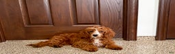 Cavapoo dogs for sale: Danny F1 - Ad 10