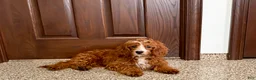 Cavapoo dogs for sale: Davey F1 - Ad 12