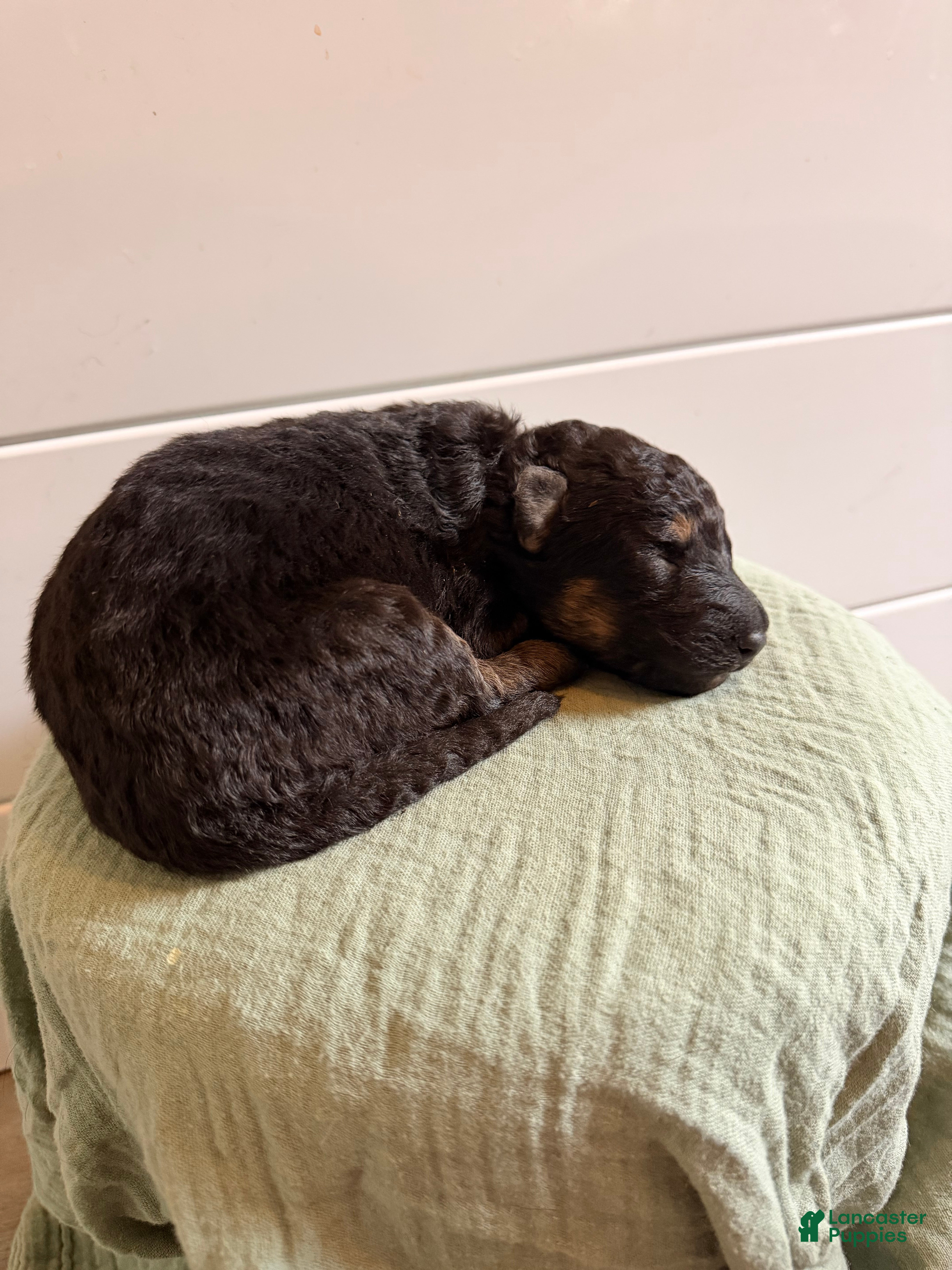 German Shepherd dogs German Shepherd Puppy 3- Purple Female - Ad 14