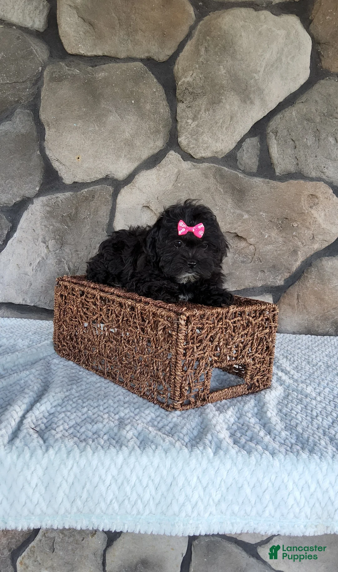 Shihpoo dogs for sale: Shelly - Ad 18